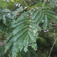 Peltophorum pterocarpum (DC.) Backer ex K.Heyne